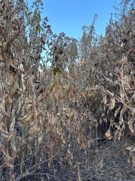 Terreno en Venta – Excelente Ubicación en La Barca, Jalisco